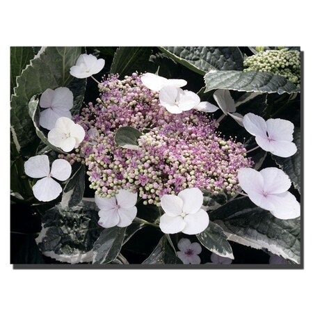 Trademark Fine Art Bunches by Kurt Shaffer-Gallery Wrapped 24x32, 24x32 KS26-C2432GGIS